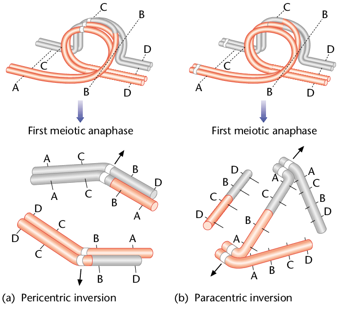 chromosomal inversion