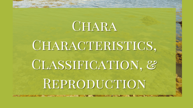Chara Characteristics, Classification, & Reproduction
