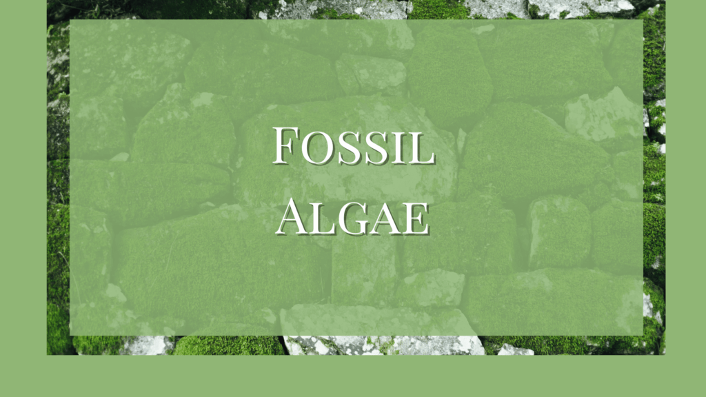 Fossil Algae