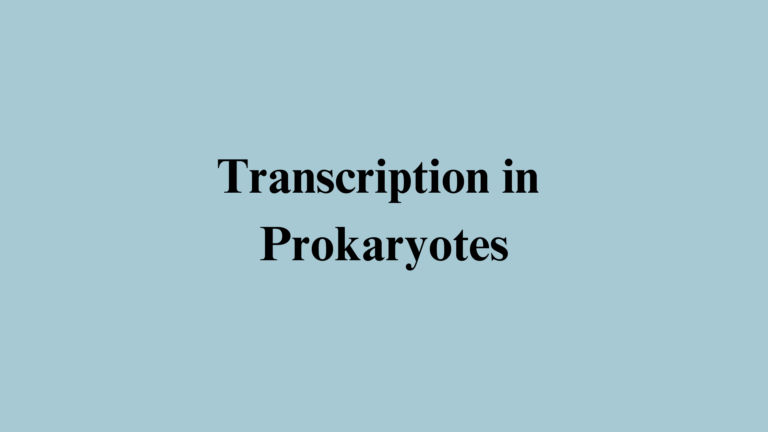 Explain The Process of Transcription in Prokaryotes