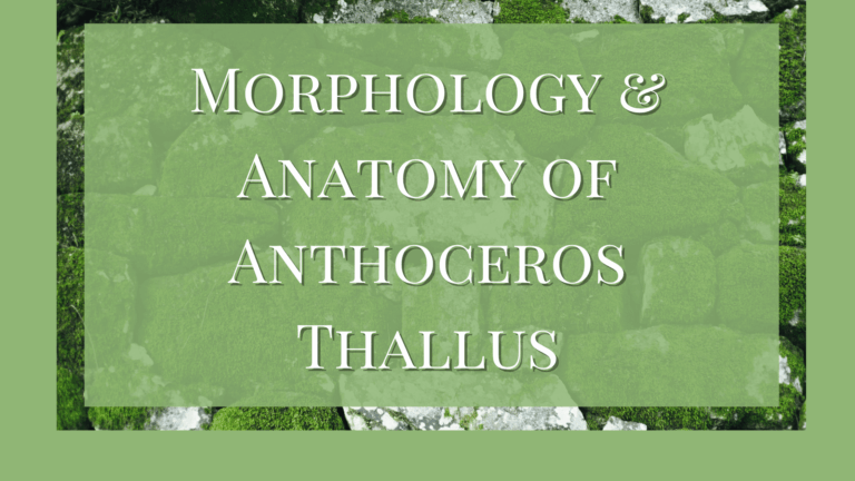 Thallus of Anthoceros: Morphology and Anatomy