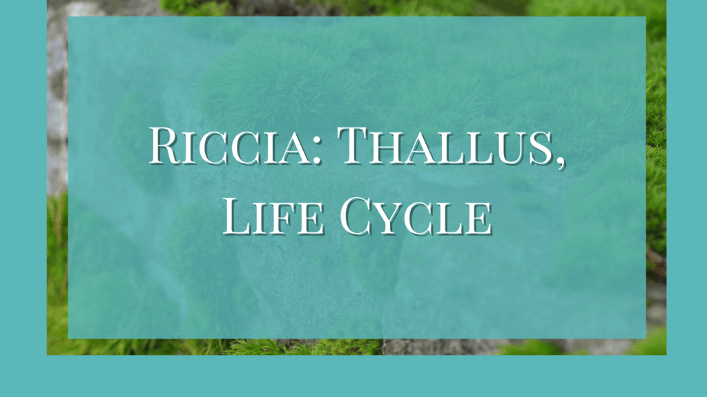 Riccia thallus structure