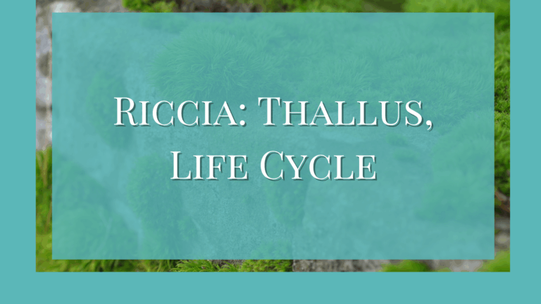Riccia thallus structure