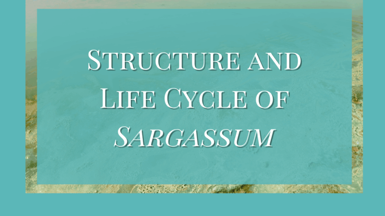 Structure and Life Cycle of Sargassum
