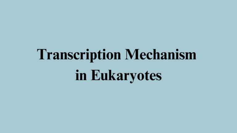 Transcription Mechanism in Eukaryotes