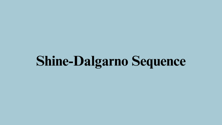 What is the Shine-Dalgarno Sequence?