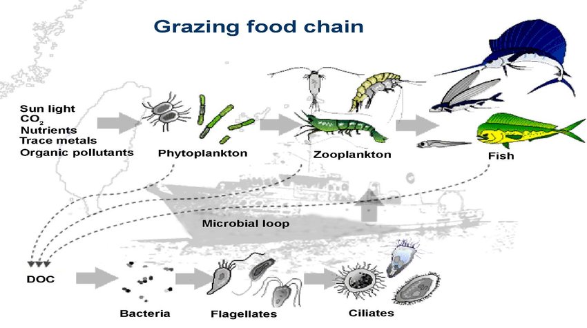 short note on grazing food chain
