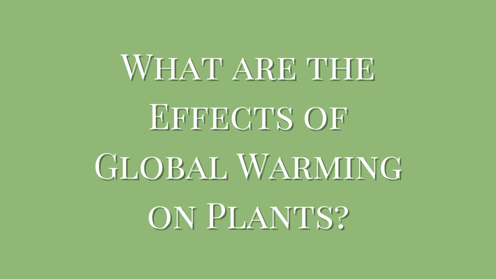 What are the Effects of Global Warming on Plants?