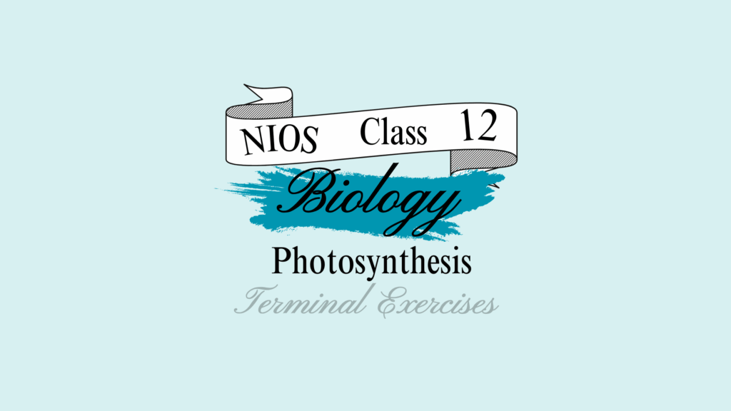 nios biology class 12 chapter 11 photosynthesis