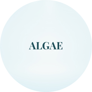 Algae