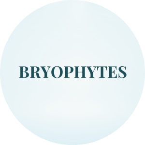 bryophytes