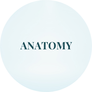Anatomy
