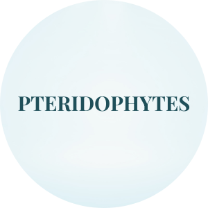 pteridophytes