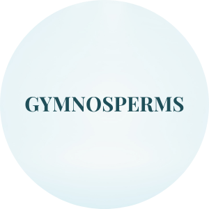 gymnosperms