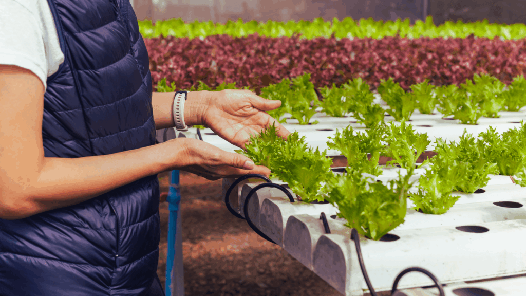 How to Sterilize Hydroponic System?