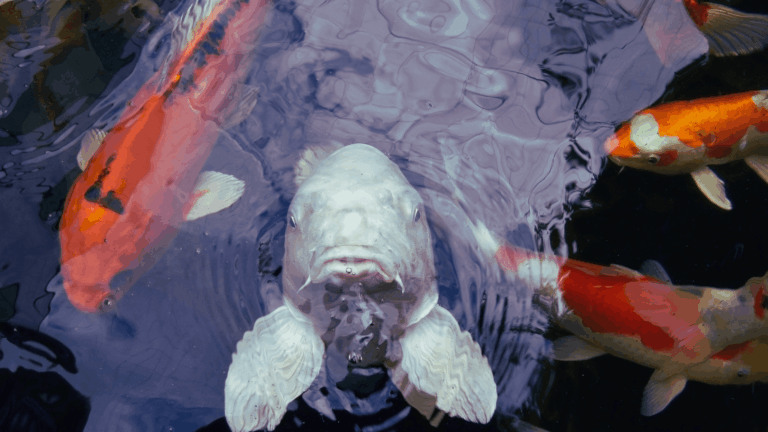 DIY Aquaponics System to Grow Vegetables Indoors