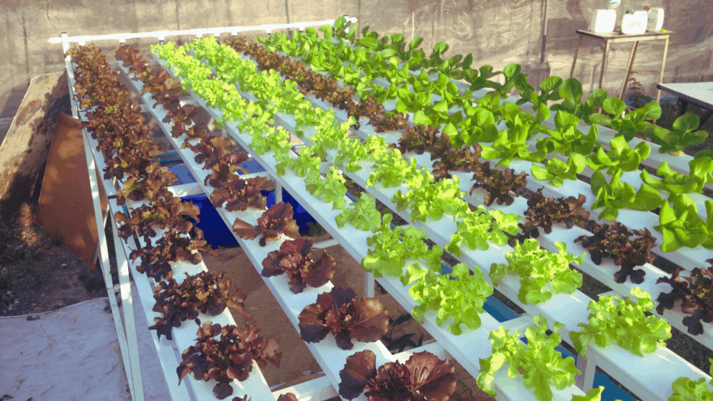 how to get rid of algae in hydroponics