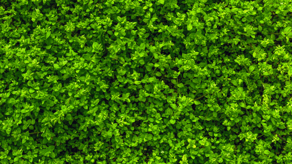 Vertical Planting Systems