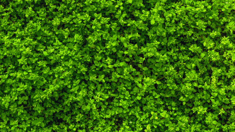 Vertical Planting Systems