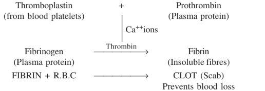 coagulation of blood