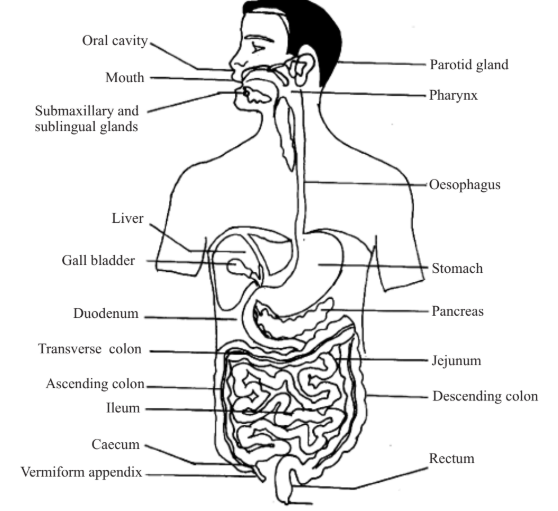 NIOS Biology Chapter 13 Nutrition And Digestion