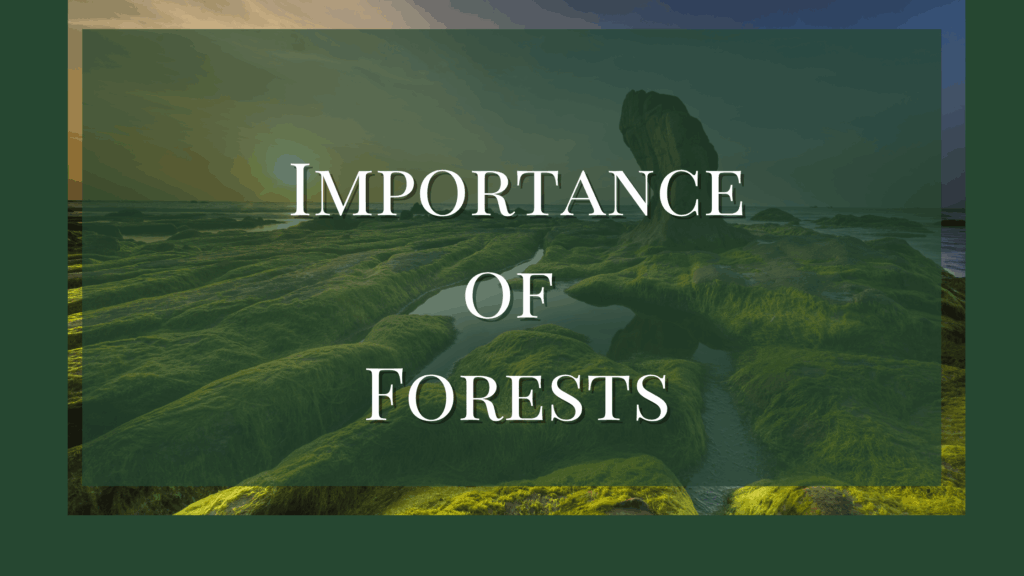 Importance of Forests