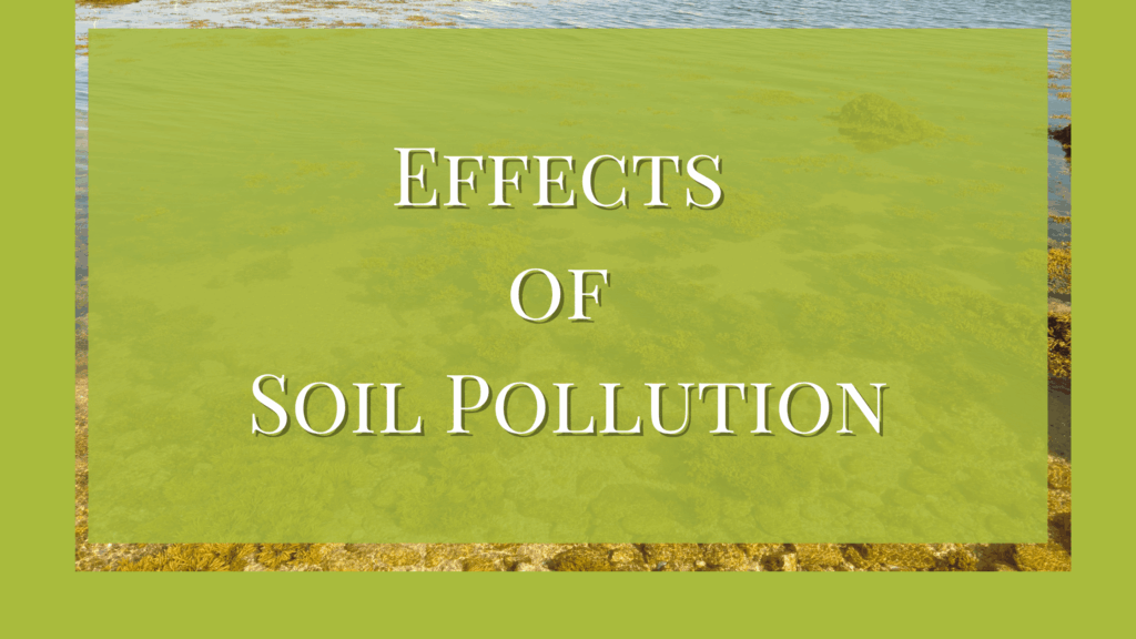 What are the Effects of Soil Pollution