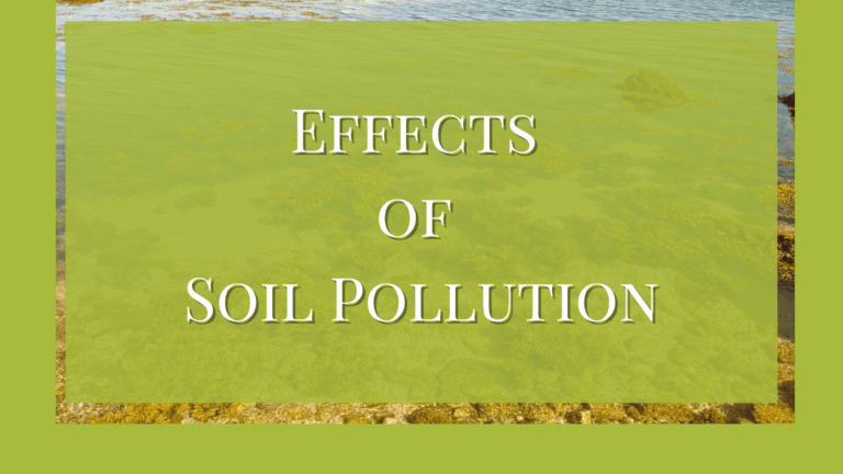 What are the Effects of Soil Pollution