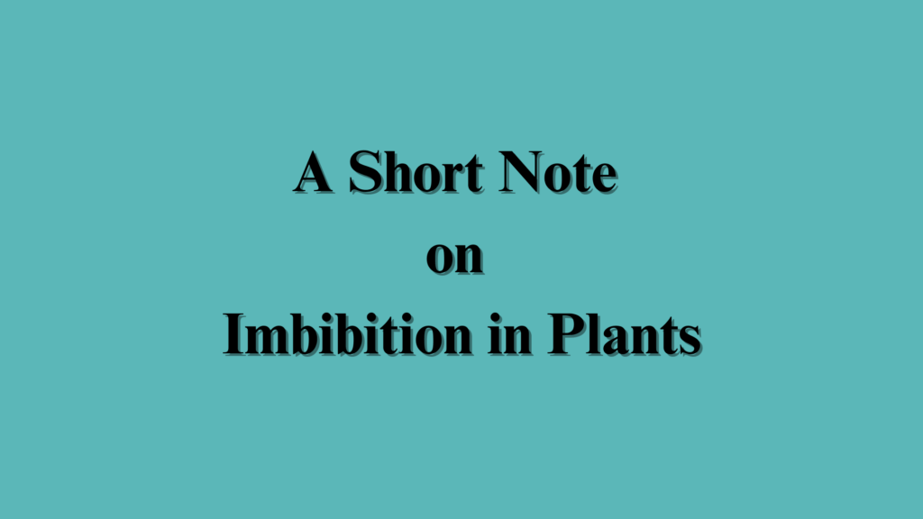 imbibition in plants