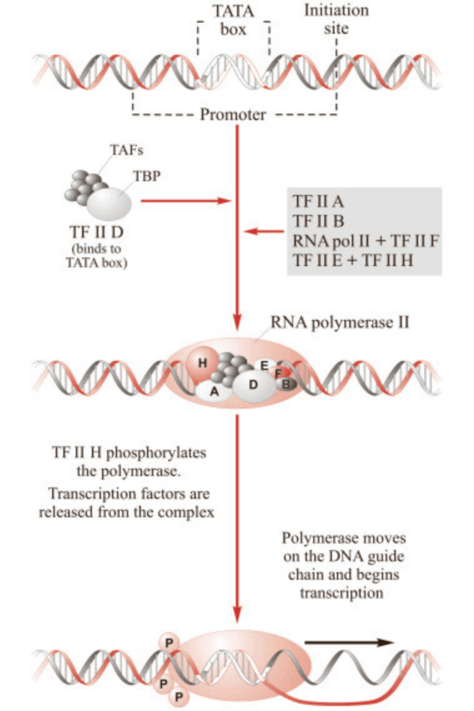 Different Types of Promoter Sequences in Eukaryotes