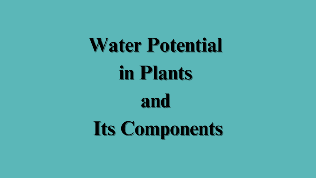 Water Potential in Plants