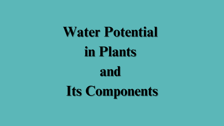 Water Potential in Plants