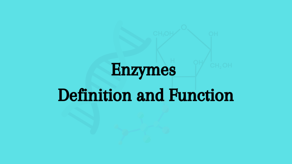 Enzymes Definition and Function