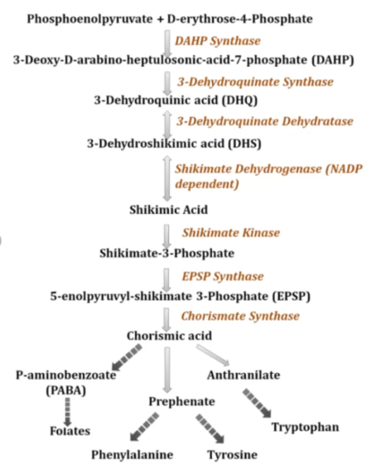 Shikimic Acid Pathway in Pharmacognosy