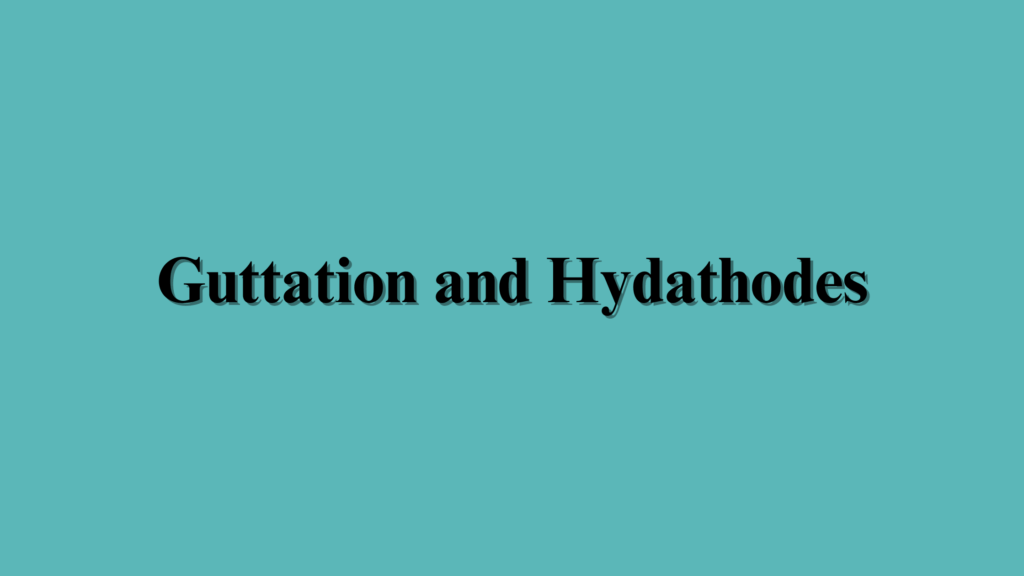 Guttation