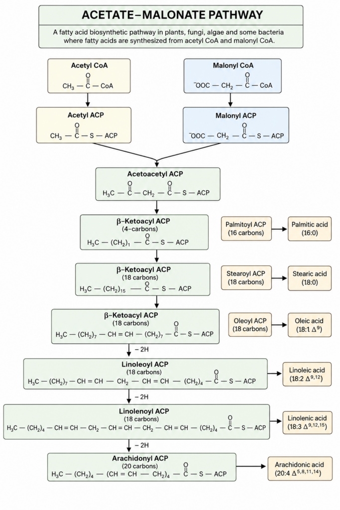 Acetate Malonate Pathway
