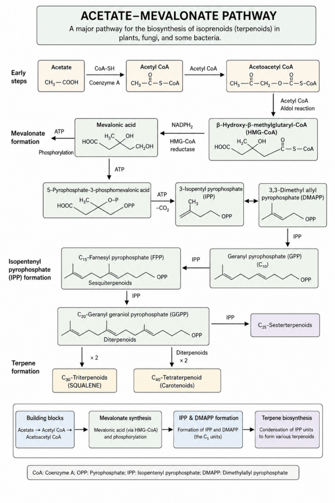 Acetate Mevalonate Pathway
